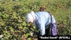 The stabbing is the second deadly incident that has occurred in a cotton-picking area in Qashqadaryo this month. (file photo)