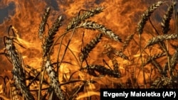 A wheat field burns after Russian shelling a few kilometers from the Ukrainian-Russian border in the Kharkiv region, in July.